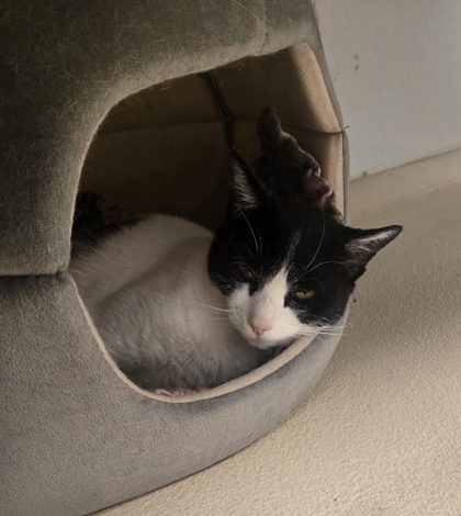 Mochi photo