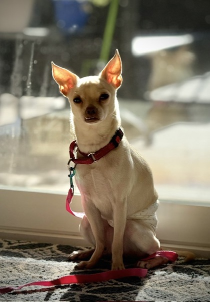 Shiloh