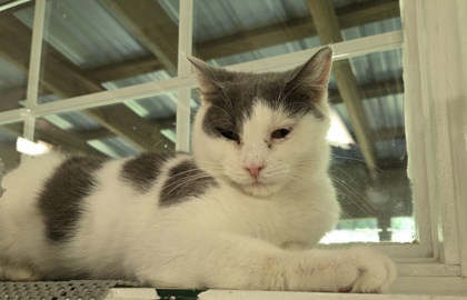Dutchess photo