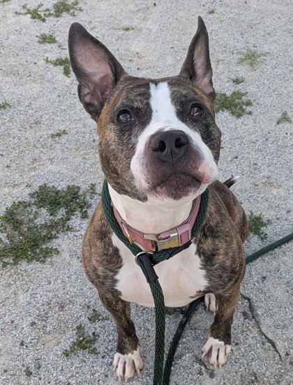 Coco Cali photo