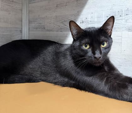 Tuxedo — photo 2