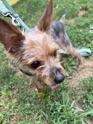 Odie