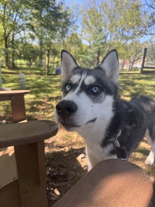 Freya