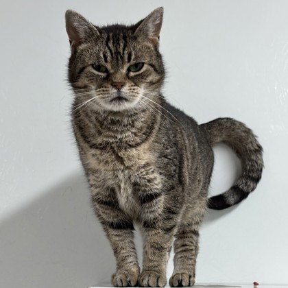 Nala photo