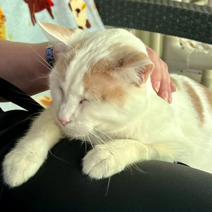 Samson — foto 3