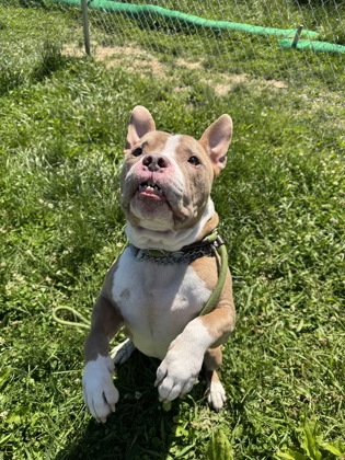 Bowser photo