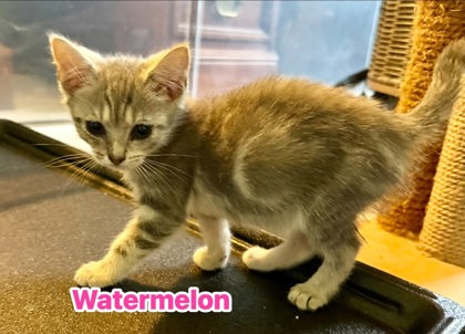 Watermelon photo