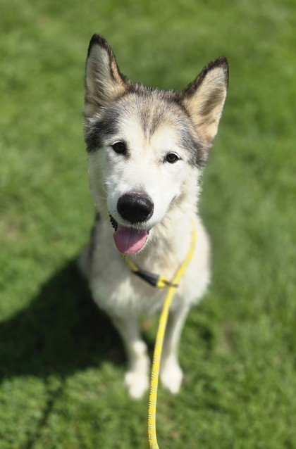 Ayla photo