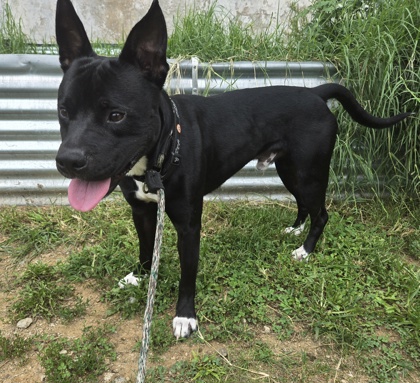Tyson photo