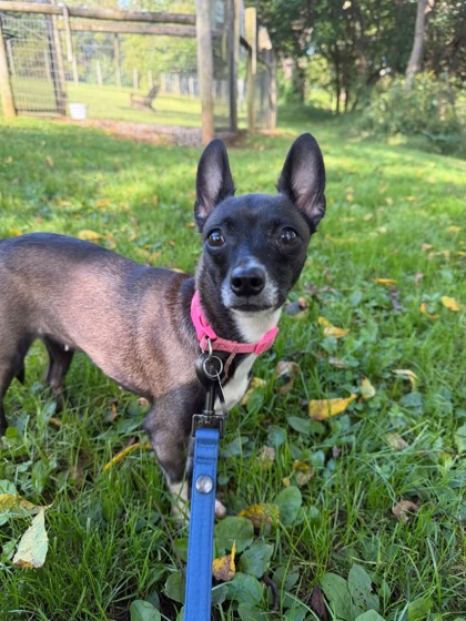 Oreo — photo 3