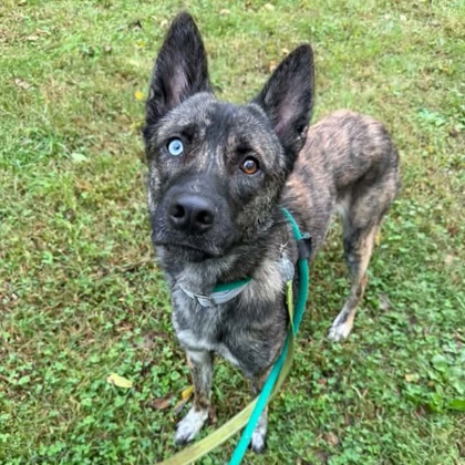 Zeus