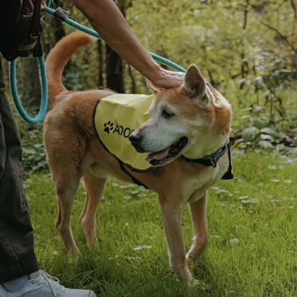 Buddy — photo 2