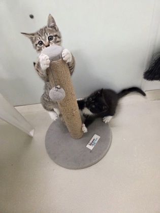 Paw Newman — foto 2