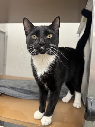 Mittens photo