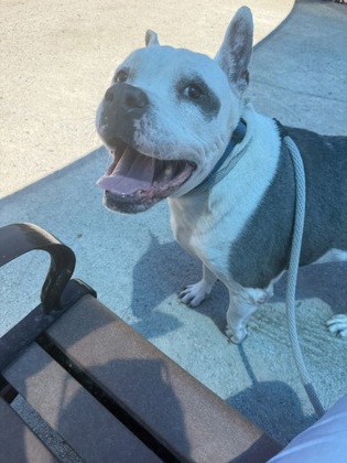Buster photo