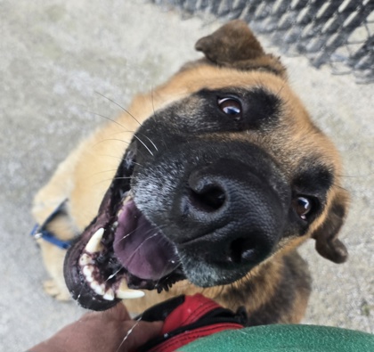 Baloo photo