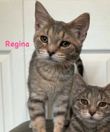 Regina photo
