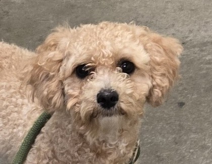 Lulu photo