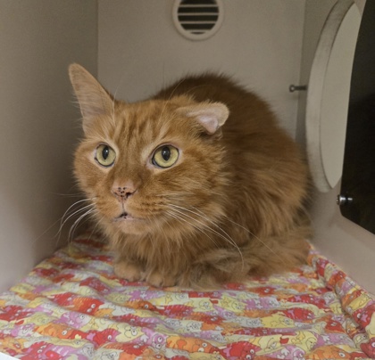 Marmalade
