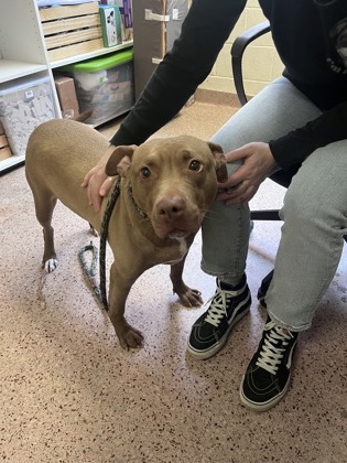 Caramel Delight photo