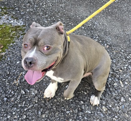 Smokey — photo 2