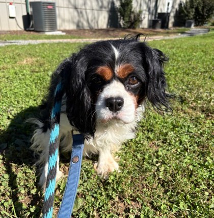 Barkley — photo 2