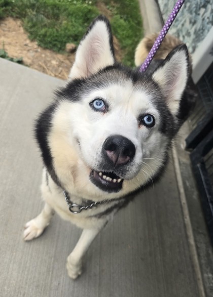 Fluffernutter photo
