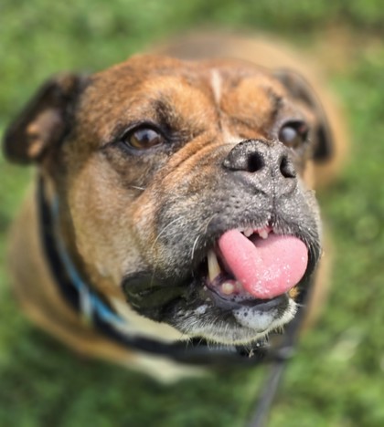 Sage photo