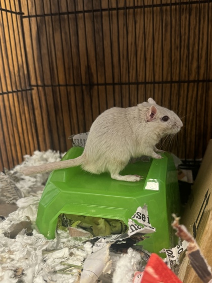 Basil photo