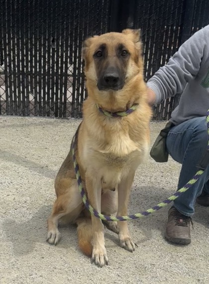 Nala photo