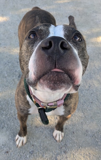 Coco Cali photo