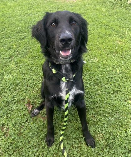 Milo photo