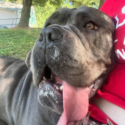 Dixie — photo 2