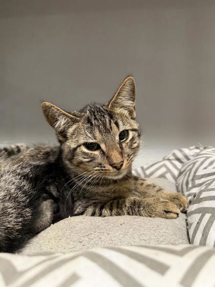 Simon photo