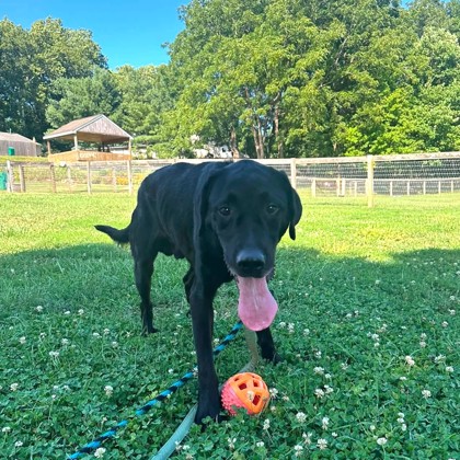 Dozer photo