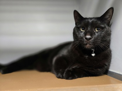 Blackie photo