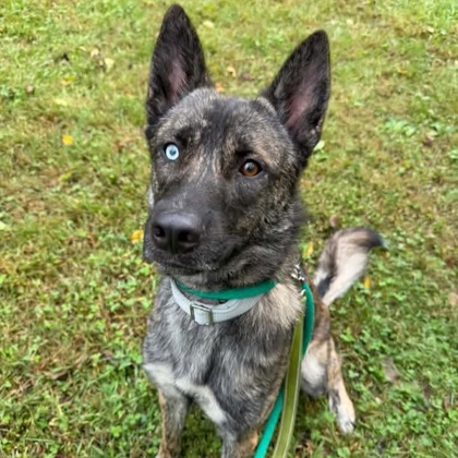 Zeus — foto 3