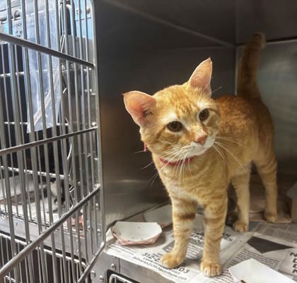 Garfield photo