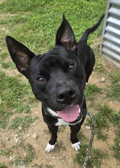 Tyson — photo 1
