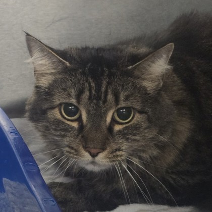 Sophie — photo 3