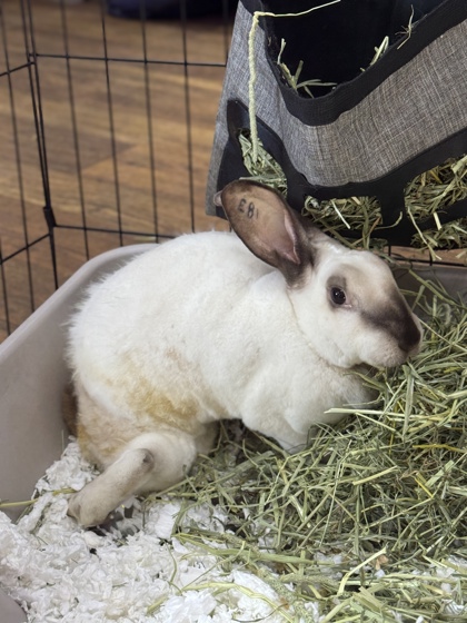 Bun Bun