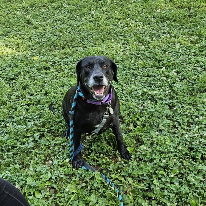 Chessie photo