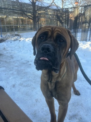 Running Summer Lily photo