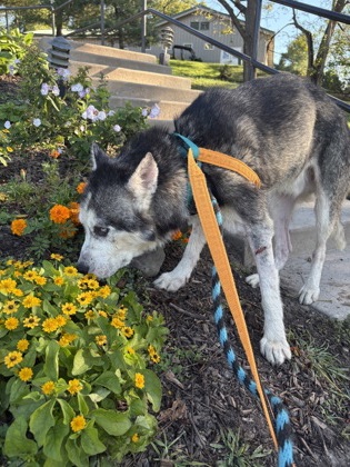 Oskar — photo 2