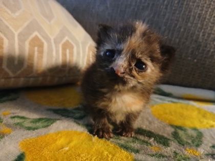 Pepper photo