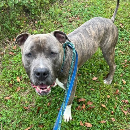 Stitch — photo 2