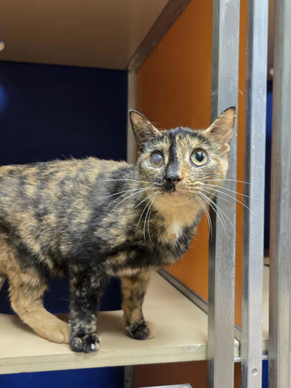 Dyna McKenzie photo