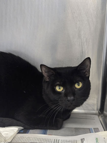 Professor Snape photo