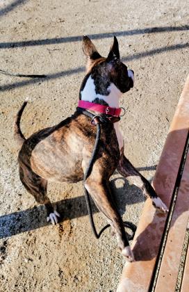 Coco Cali photo