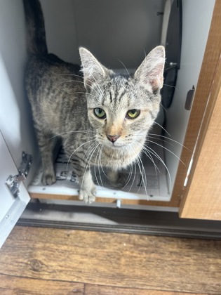 Tiny Tina — foto 3